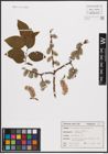 Foto von Salix caprea L.